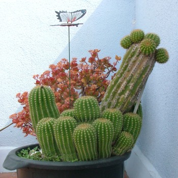 opt1206788758w.jpg