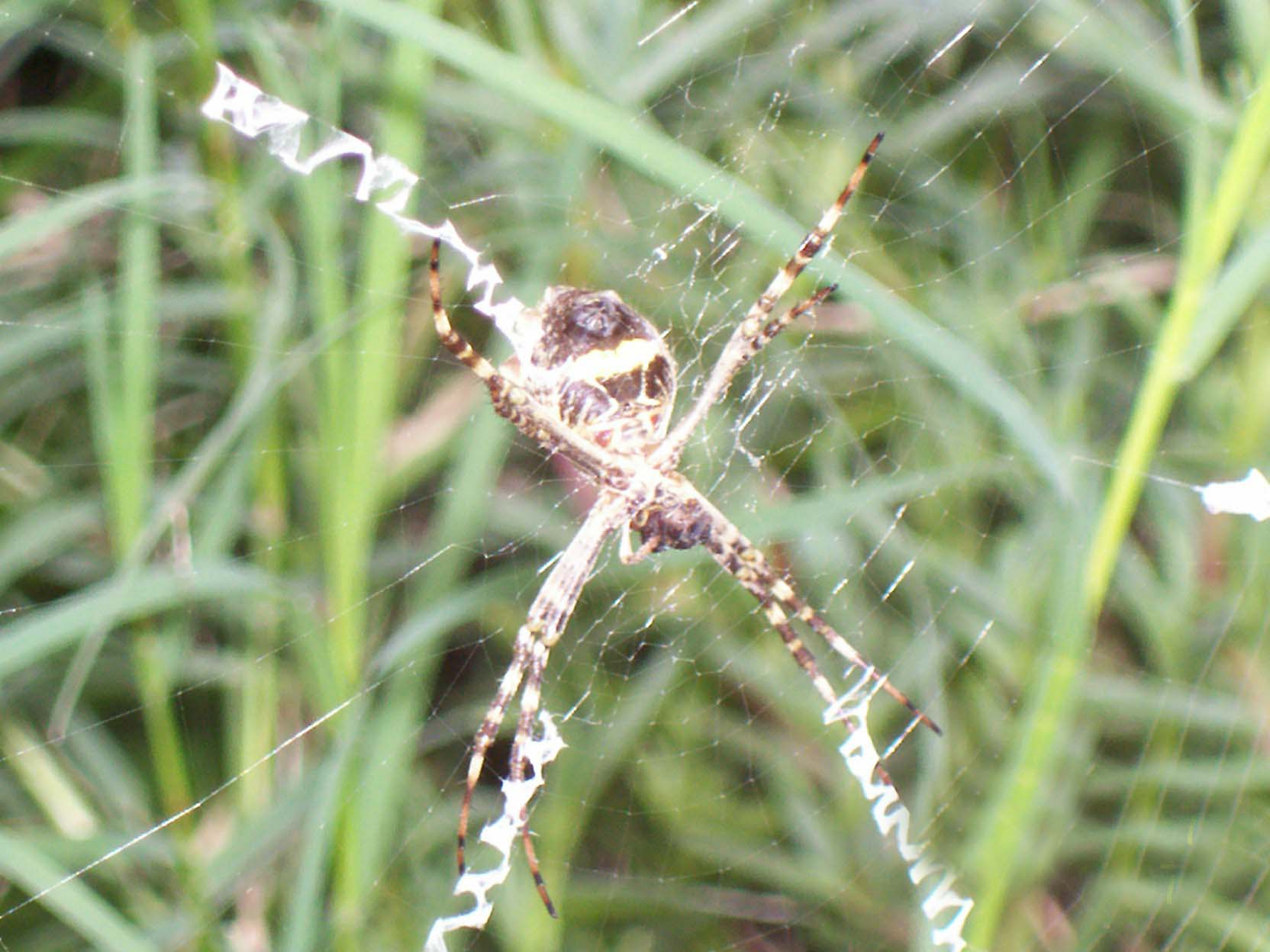 opt1208125208b.JPG