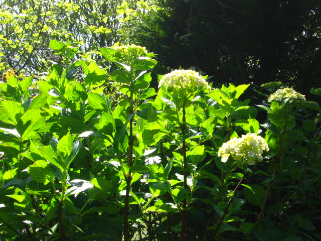 opt1208787248j.jpg
