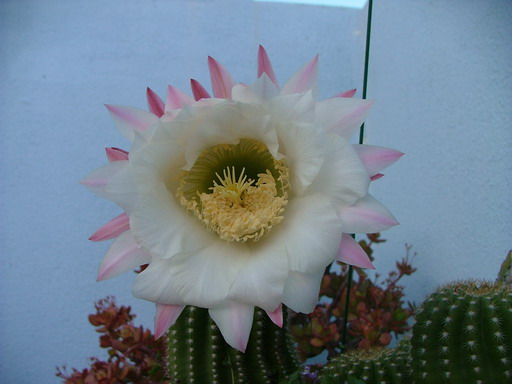 opt1209069197o.jpg