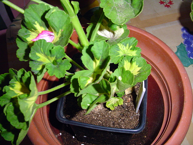 opt1209684775i.JPG