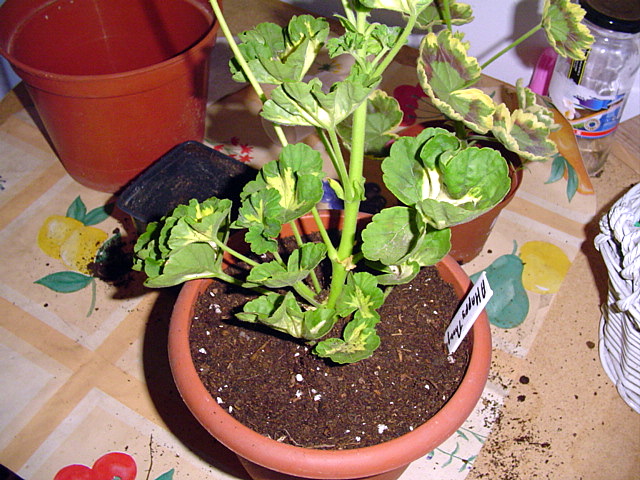 opt1209685329p.JPG