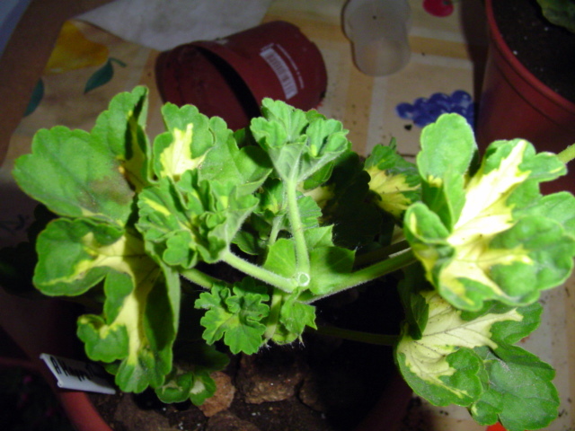 opt1209685800x.JPG
