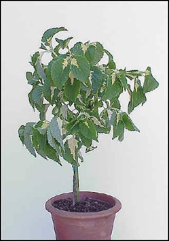opt1210951789g.jpg
