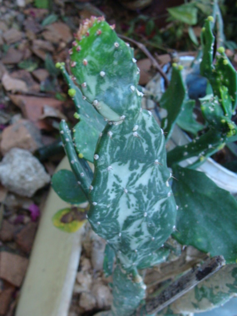 opt1211496895a.JPG