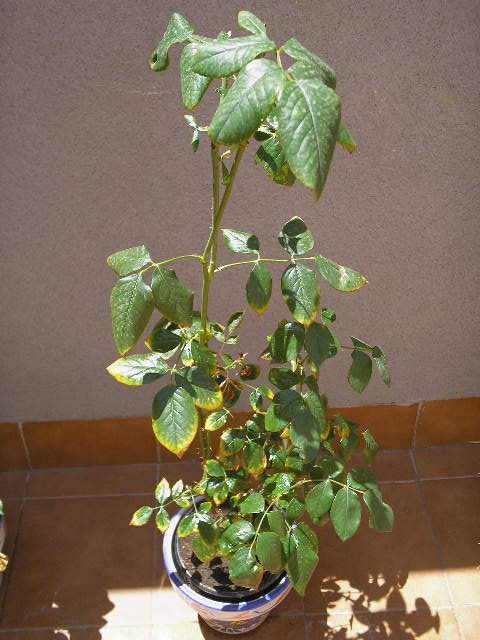 opt1212066847z.JPG