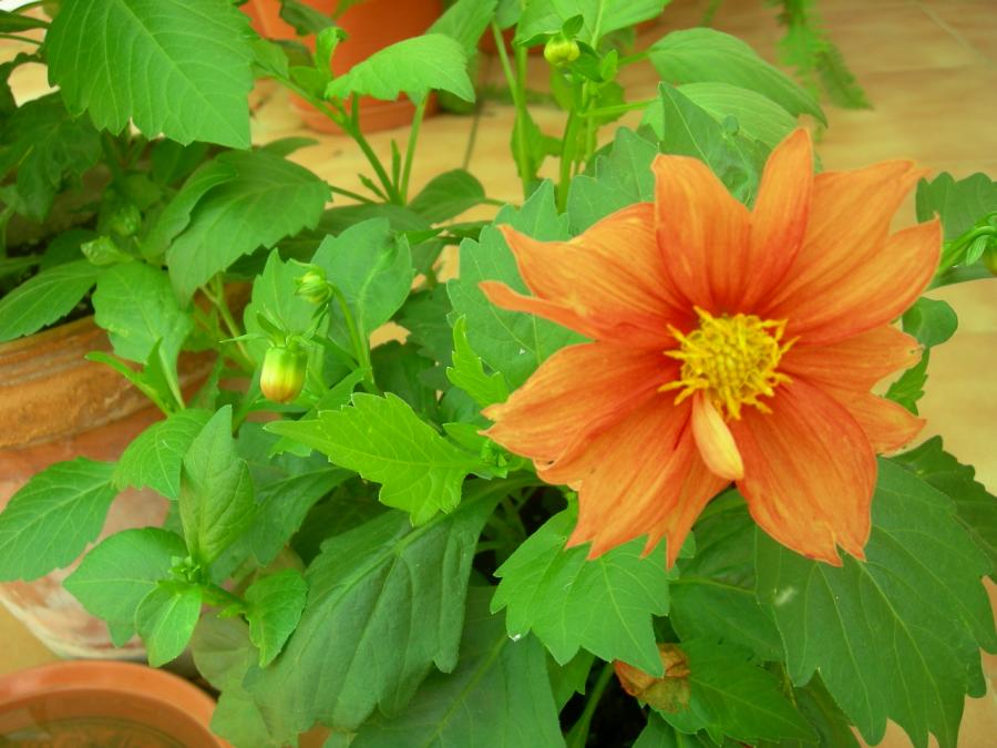 opt1212071451a.JPG