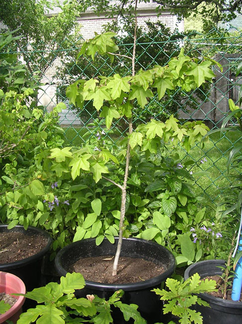 opt1212093583f.jpg