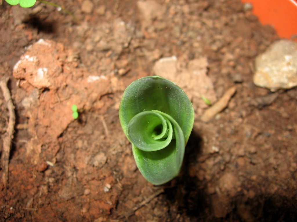 opt1212120519i.jpg
