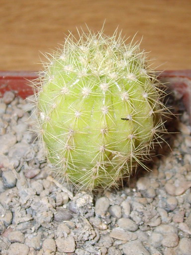 opt1212128832n.jpg