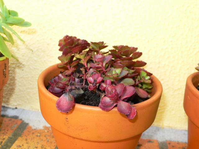 opt1212149265g.jpg