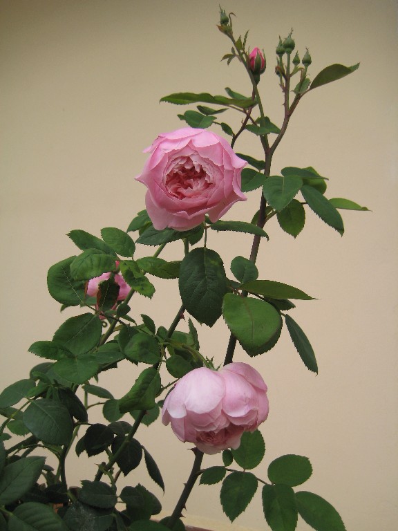 opt1212165193x.jpg
