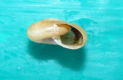 opt1212189184u.JPG