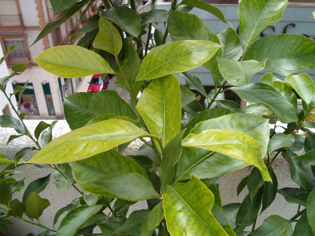 opt1212199386c.JPG