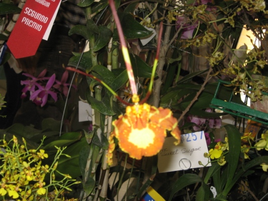 opt1212206116s.JPG