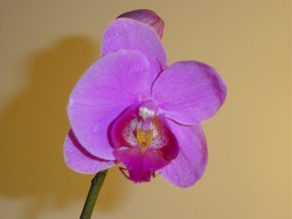 opt1212232730c.JPG