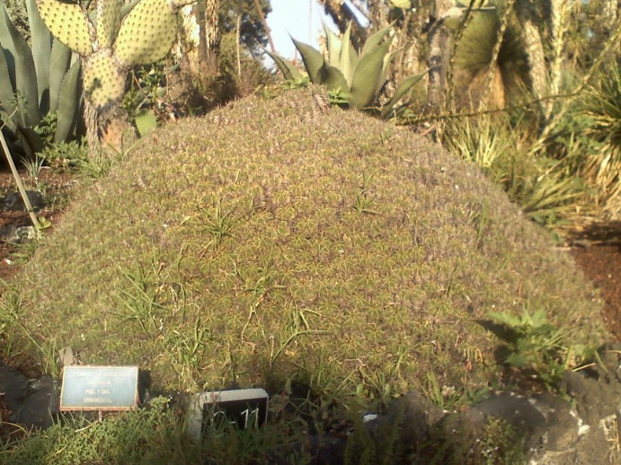 opt1212290303c.jpg