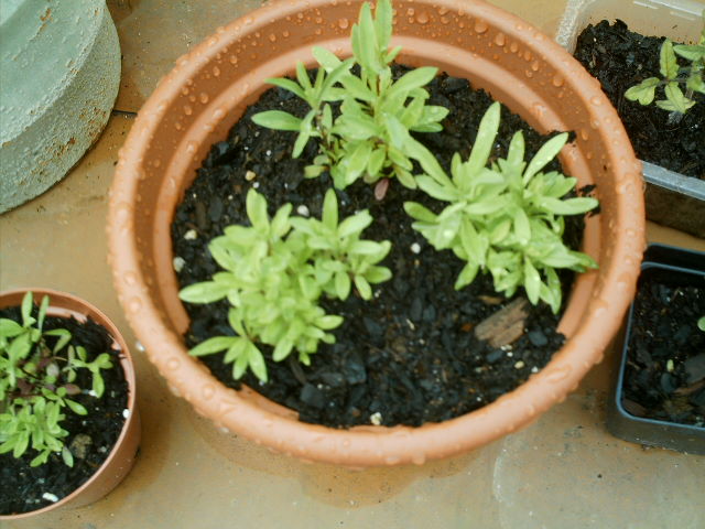 opt1212308181n.JPG
