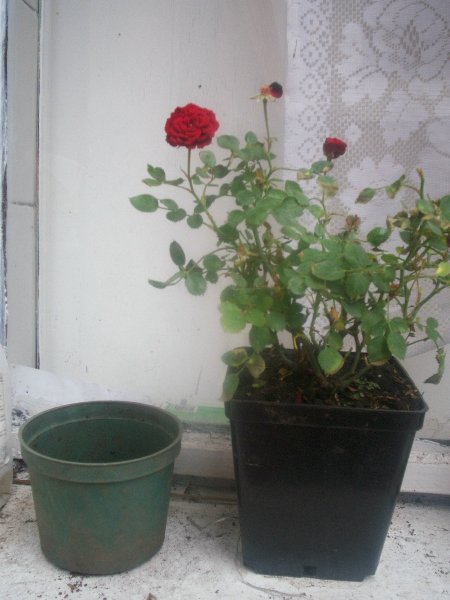 opt1212337019o.jpg