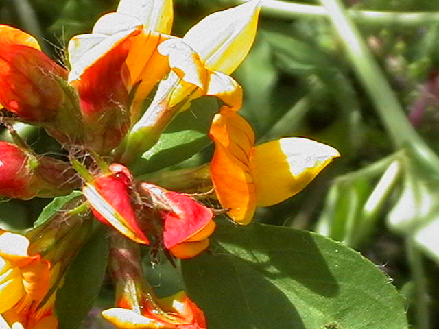 opt1212347342m.JPG
