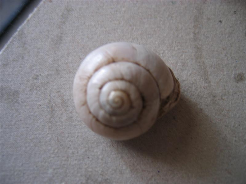 opt1212350205m.jpg