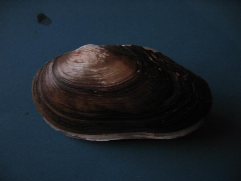 opt1212351972j.jpg