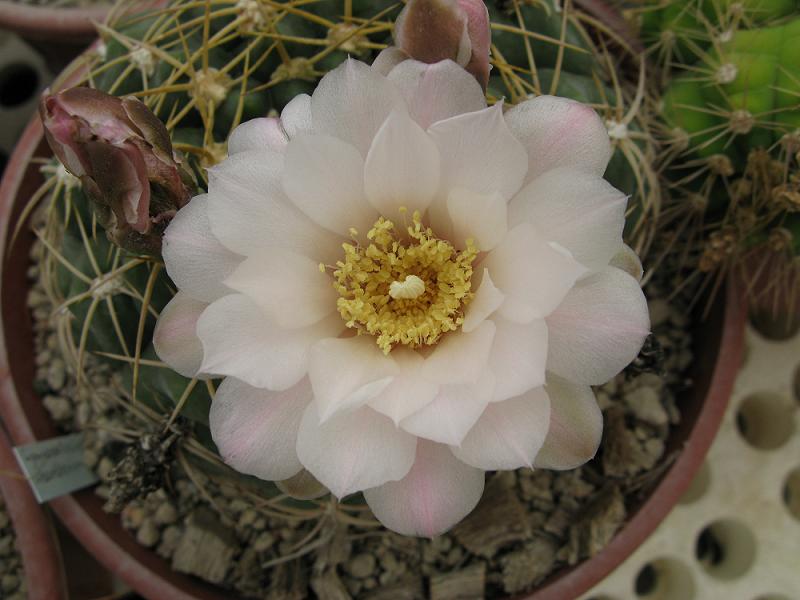 opt1212353549l.JPG