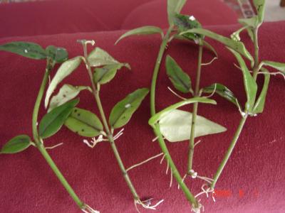 opt1212361151i.jpg