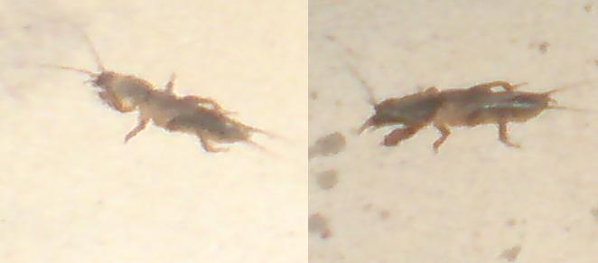 opt1212405116k.JPG