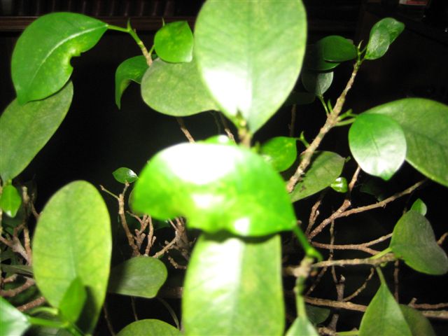 opt1212411086p.jpg