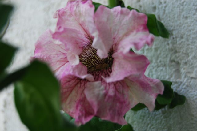 opt1212428096q.jpg
