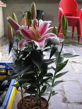 opt1212429361w.JPG