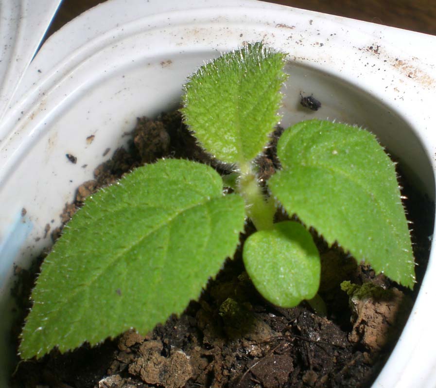 opt1212436504r.jpg