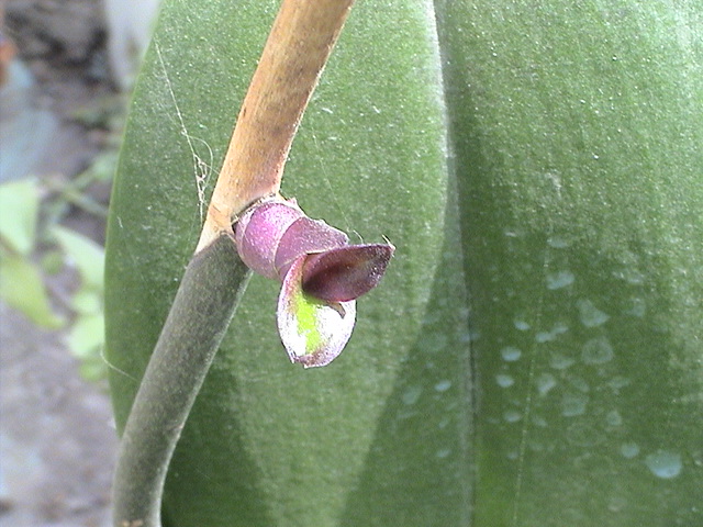 opt1212462975p.JPG