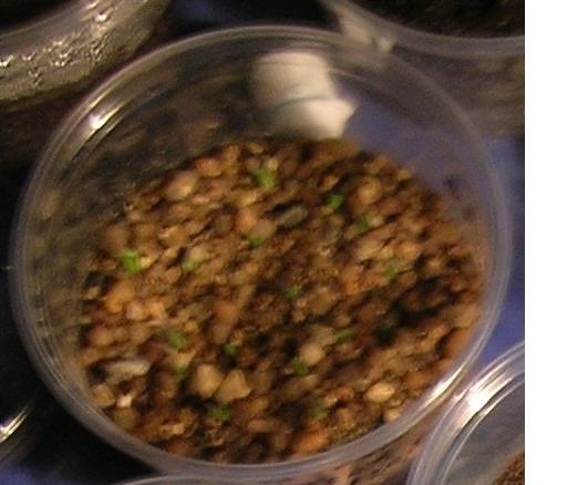 opt1212489089w.JPG