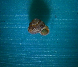 opt1212527856l.JPG