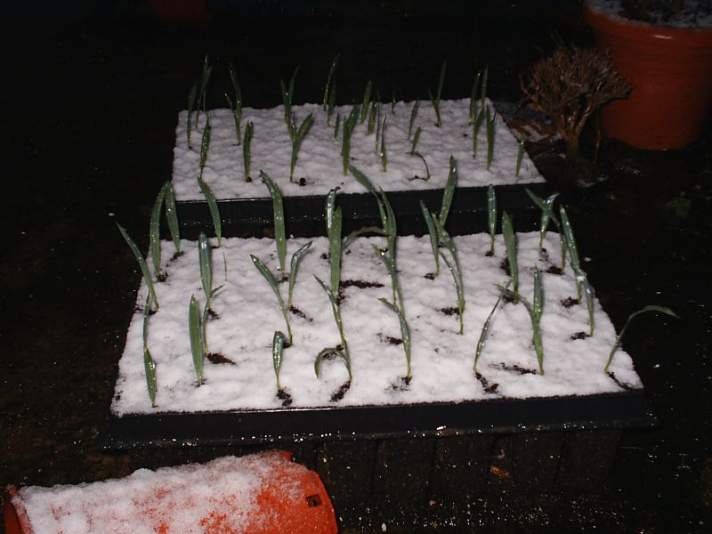 opt1212533796g.jpg