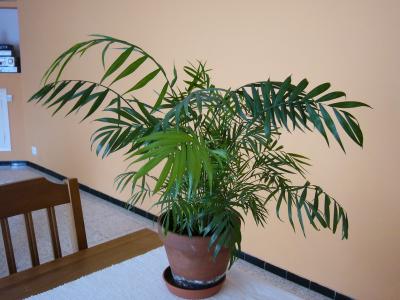 opt1212591150i.JPG