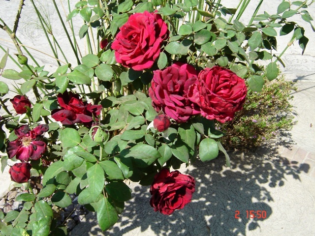 opt1212598099i.JPG