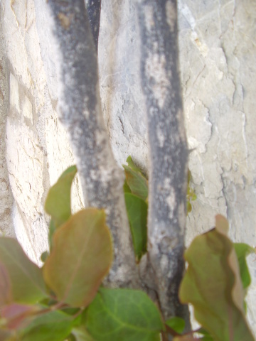 opt1212691238v.JPG