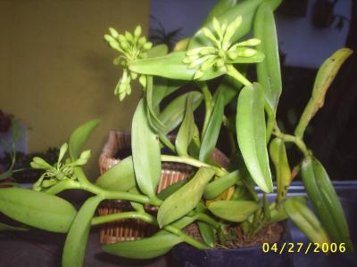 opt1212718655t.JPG