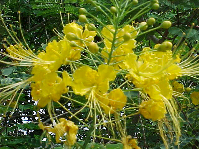 opt1212743875o.jpg