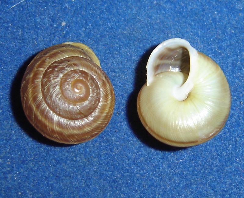 opt1212748144i.JPG