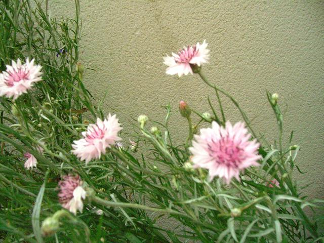 opt1212757826h.JPG