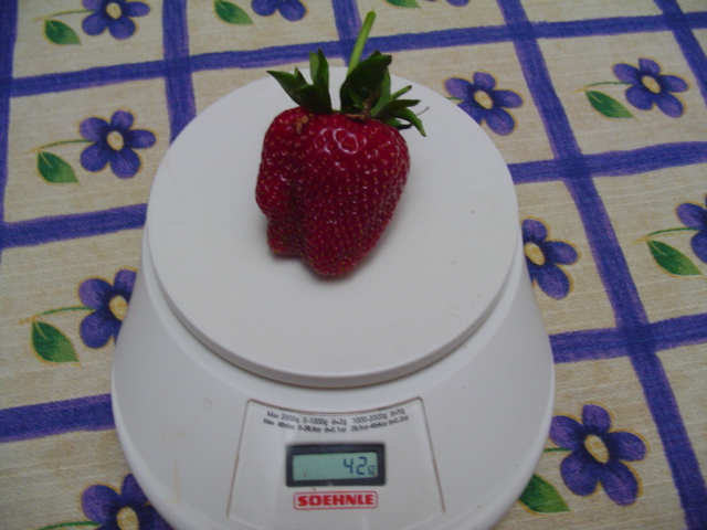 opt1212769572f.JPG