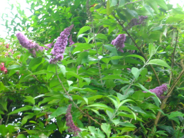 opt1212785207j.jpg