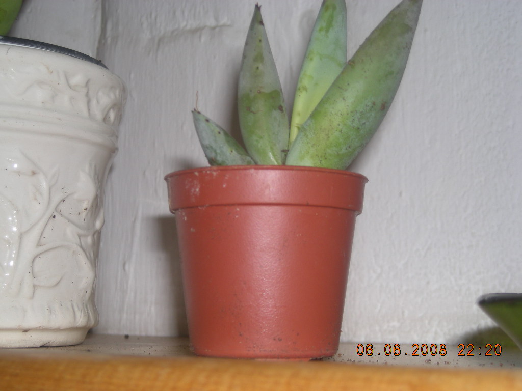 opt1212795683r.JPG