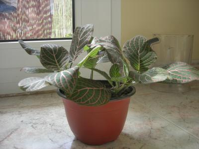 opt1212832006n.jpg