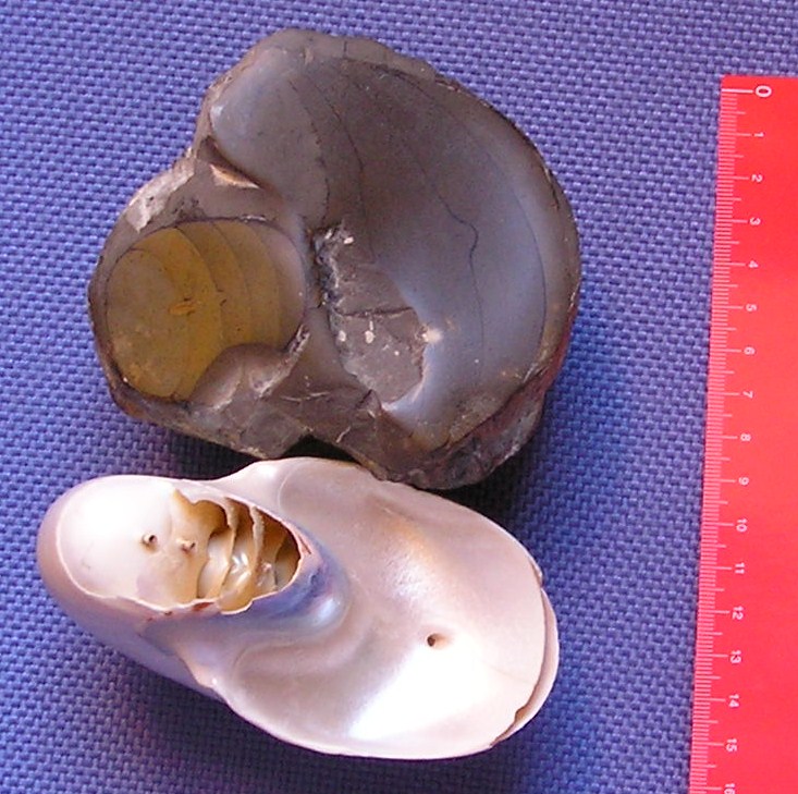 opt1212838157e.JPG