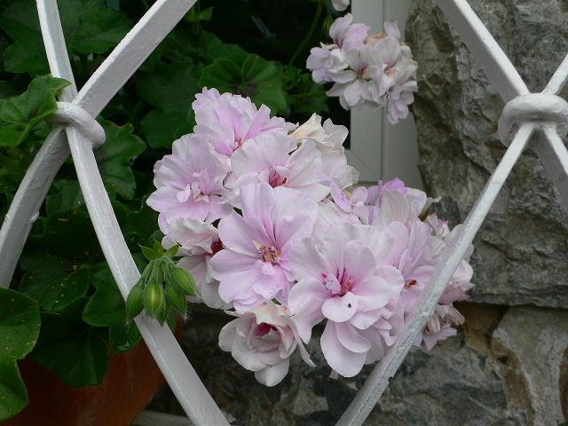 opt1213613011p.JPG